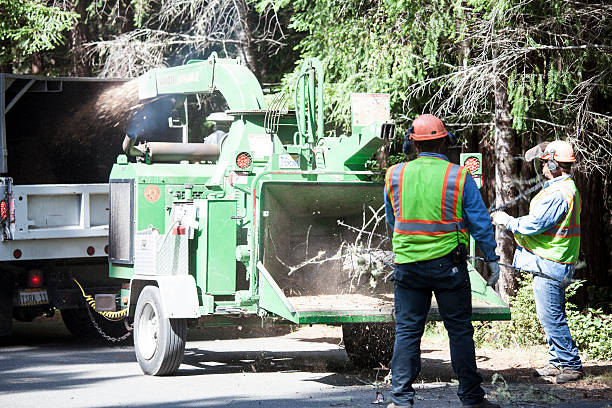 How Our Tree Care Process Works  in  Brenham, TX